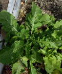 salade.jpg