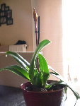 Voici ma Paphiopedilum (photo prise à l'insant)