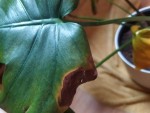 IMG_20200604_094541.jpg