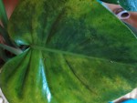 IMG_20200604_094815.jpg