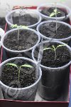 Un plant de Poivron d' Espagne et derrière qques plants de tomates Sweet 100 - hybride F1