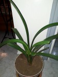 plante (2).jpeg