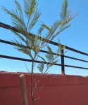plante (3).jpeg