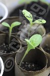 mes petits plants de Bourrache dans des rouleaux vide de ... papier toilette : j' ai trouvé ce truc assez marrant comme 'récup' : rien ne se perd, tout se transforme' (ou presque)