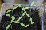 La petite armée de plants de tomates STUPICE (9 sur 10 sont sorties : aucune idée de savoir où est passée la 10è !)