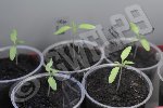 Sweet 100 - hybride F1 à nouveau : elles sont vraiment plus rapide que les autres à se développer : le fait que ca soit de l' hybride (ogm ?) sans doute ...