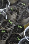 Mes petits tomatilles du mexique / Physalis dans leur étui de luxe<br /><br />j' ai du les rempoter ds un tube plus long pour cacher la longue tige qu' elles faisaient aux 1ers jours : filage ? Je ne sais si j' arriverais à les récuperer en ayant agi de la sorte : on verra bien