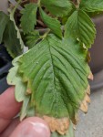 IMG_20200605_102846.jpg