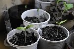 Et hop, les 4 plants d' Aubergines violette