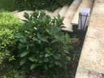 Mon Hortensia a démarré