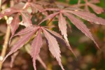 'suminagashi'