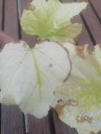 IMG_20200605_164507.jpg