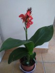 plante inconnu.jpg