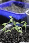 des Tomates Stupice en contre-plongée ?