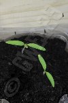 et les 2 plants de Tomate EROS qui sont bien droites (la 3è graine a pourri ou a eu tant de retard au démarrage après avoir germé que je l' ai enlevée (ca faisait tâche sur mon palmares !) : je l' ai remise au chaud sous un radiateur mais je ne crois pas qu' elle puisse démarrer : on verra si l' avneir me donne raison