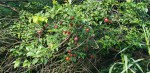 2020-06-06_132138.jpg