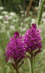 Orchis pyramidal, Anacamptis pyramidalis.JPG