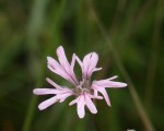 Silene flos-cuculi 1.JPG