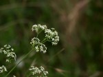 bouquet blanc.JPG