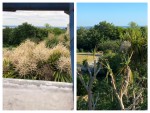Cordyline