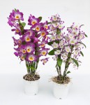 dendrobium-nobile-1435416-1.jpg