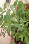 Menthe à tige souple et velue_1.jpg