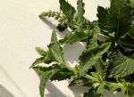 IMG_20200607_Menthe inconnue.jpg