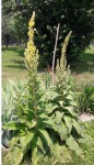 20200608_184018.jpg