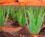 aloe_vera_picon_lavico_canarias_op.jpg