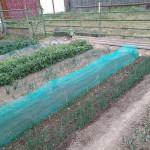 IMG_20200609_145913.jpg (347.47 Kio) Consulté 3133 fois navets