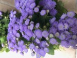 IMG_3554.jpg