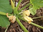 Fleur courgette.JPG