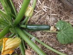Courgette verte-1.JPG