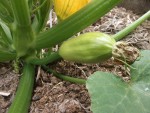 Courgette verte-2.JPG