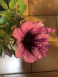 Pétunia 2 bis