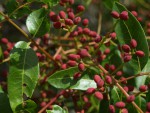 fruits rouges.JPG