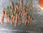 Carottes.JPG