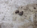 Escargot-1.JPG