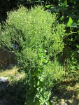 laitue parella fleurs.jpg