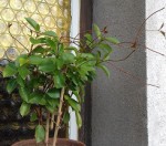 20200608_183845.jpg