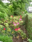 Les rhododendrons ne sont pas tout à fait en dessous du Magnolia