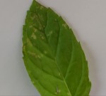 Menthe.jpg