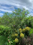 IMG_0622 - Copie.JPG