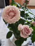 20200615_164306.jpg