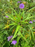 IMG_0643.JPG