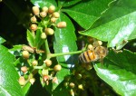 A.mellifera.JPG