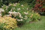 DSC03242.jpg