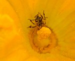 Abeille cucurbit.JPG