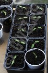 Et j' ai mis en pot des plantules de STUPICE