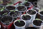 Et les belles plantules de Sweet F1 - Hybride  = Est-ce pour cela qu' elles paraissent plus 'dynamiques' ?